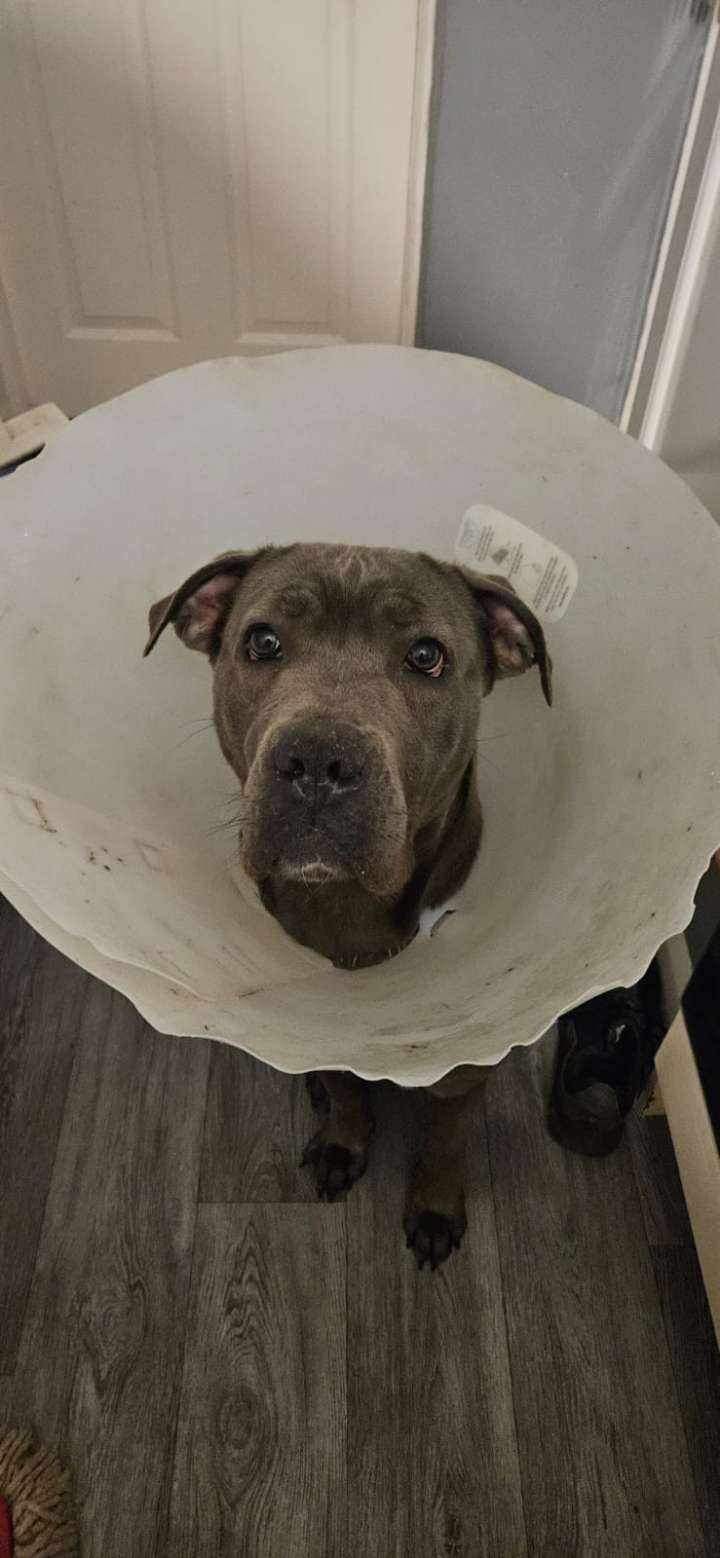 I dont look after my dogs d
